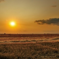 Красота пшеничных полей - в пшеничных полях!