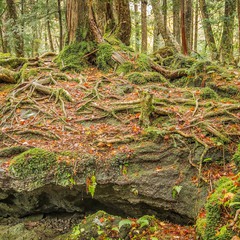Древний мистический лес Аокигахара у подножия Фудзи.