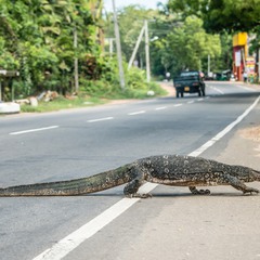 Ланкийский пешеход