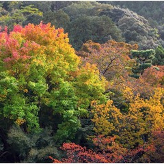 Autumn palette. OSAKA.