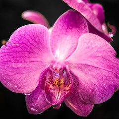 Очарование орхидеи...