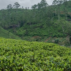 Чайные поля Цейлона