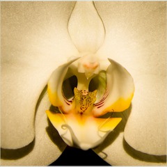 Блеск и тени орхидеи...