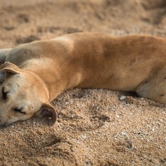 Пляжный пес - песчаный нос)