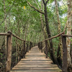 Прогулка в мангровом лесу