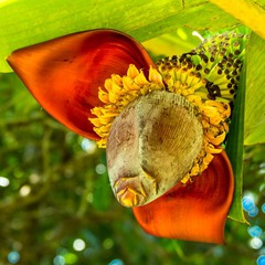 Цветок бананового дерева.