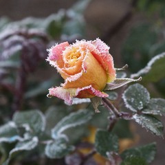 Роза в ноябре