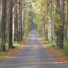 дорога в лесу