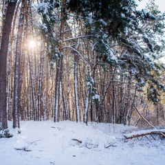 Winter sunny forest