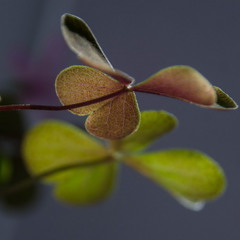Trifolium (клевер)