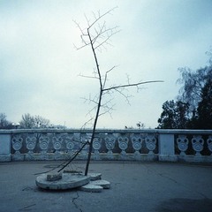 Одинокое дерево.