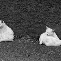 Ну, ось поїли, можна і поспати!..