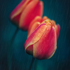 Квіти весняні – ніжні тюльпани