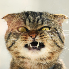 Сердитый кот