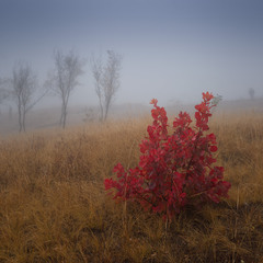 Фотограф в тумані