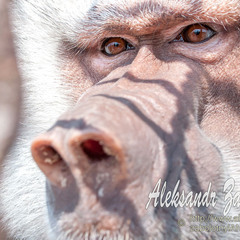 Фотография животных. Грустные глаза обезьяны