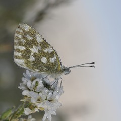 "бисерная" бабочка