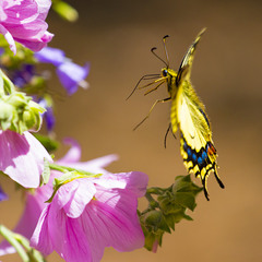Papilio Machaon (Махаон)