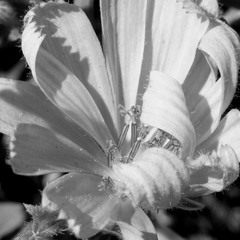 Раскрывающийся цветок цикория.