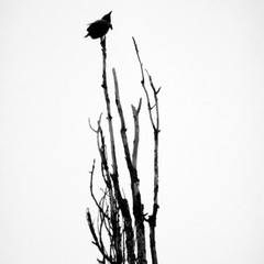 Чёрная птица на голой ветке...