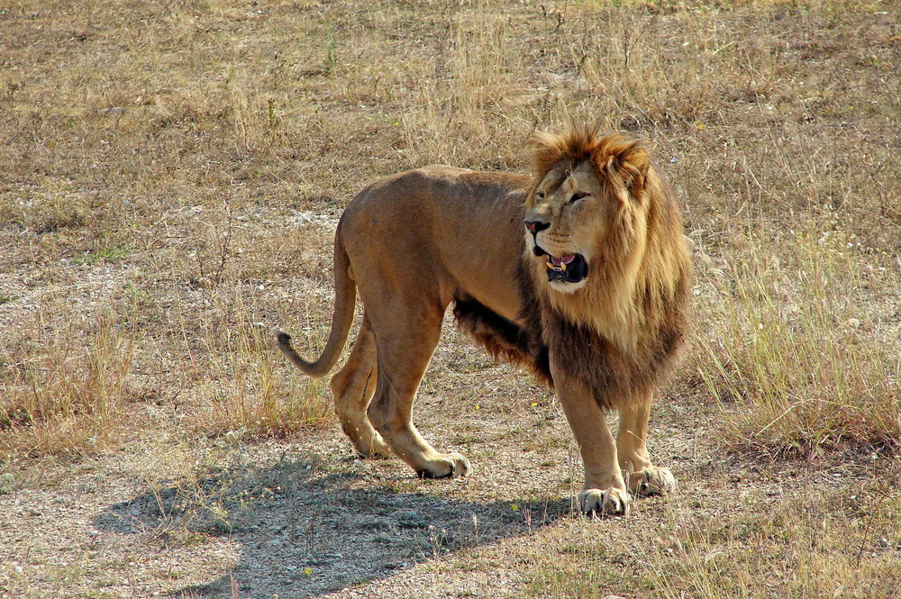 парк львов тайган в крыму. львенок шерхан тайган видео. фото львов тайган. обезьяна люська парк тайган. парк львов тайган фото с высоты птичьего полета.