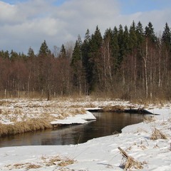 лісова річка