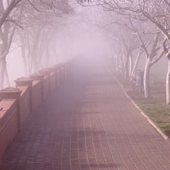 туман в парке
