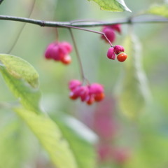 жовтнева кнопка