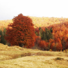 Карпатская осень