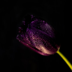 mysterious tulip