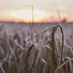 Пшениця на заході сонця