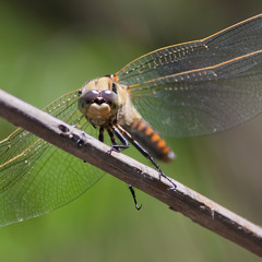Look of the dragonfly