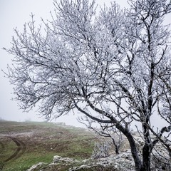 Зимові дерева