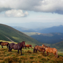 Гуцульські коні біля підніжжя Говерли