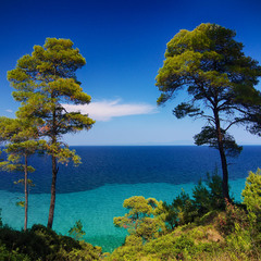 Опушка леса на берегу Эгейского моря