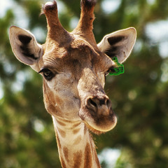 Портрет жирафа