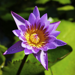 Euryale flower