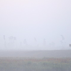 Кінь в тумані