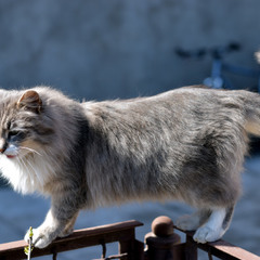 кішка на паркані