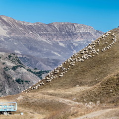 окрестность селения Иргвани  пасека и овцы