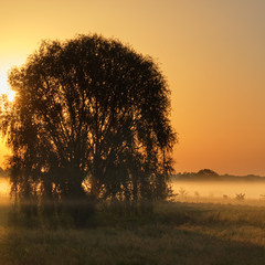 Ранкові вартові туману
