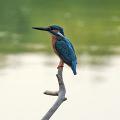 Kingfisher (Рибалочка)