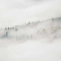 Густий туман в Карпатах