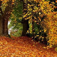 Осенние листья шумят и шумят..