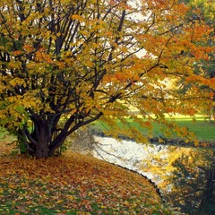 На деревьях листьев мало. На земле — невпроворот. Из лоскутьев одеяло На прощанье осень шьёт.