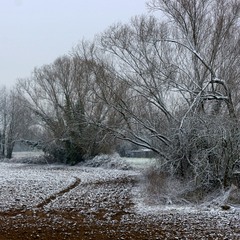 Поле,снег, деревья