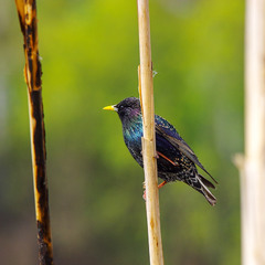 Шпак звича́йний, starling (Sturnus vulgaris)