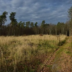 Осінній ліс