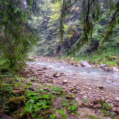 Прутець Чемигівський.