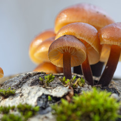 Січневі грибочки